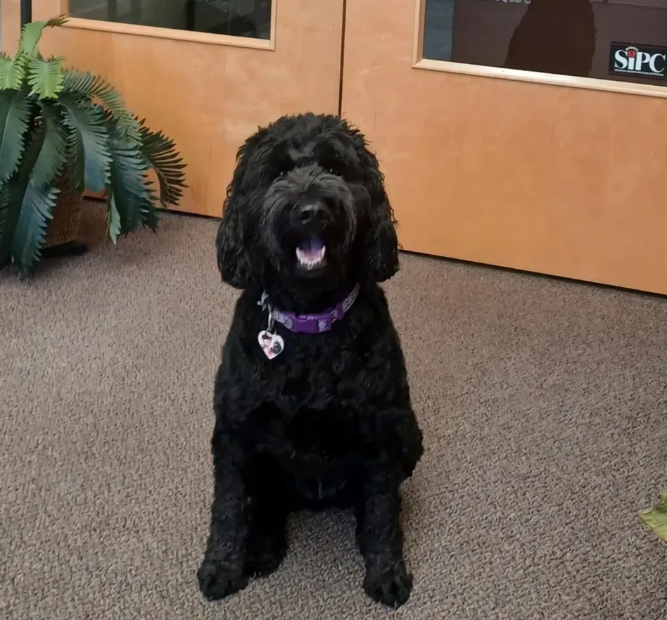 Office dog at the front door of Thompson Insurance Agency