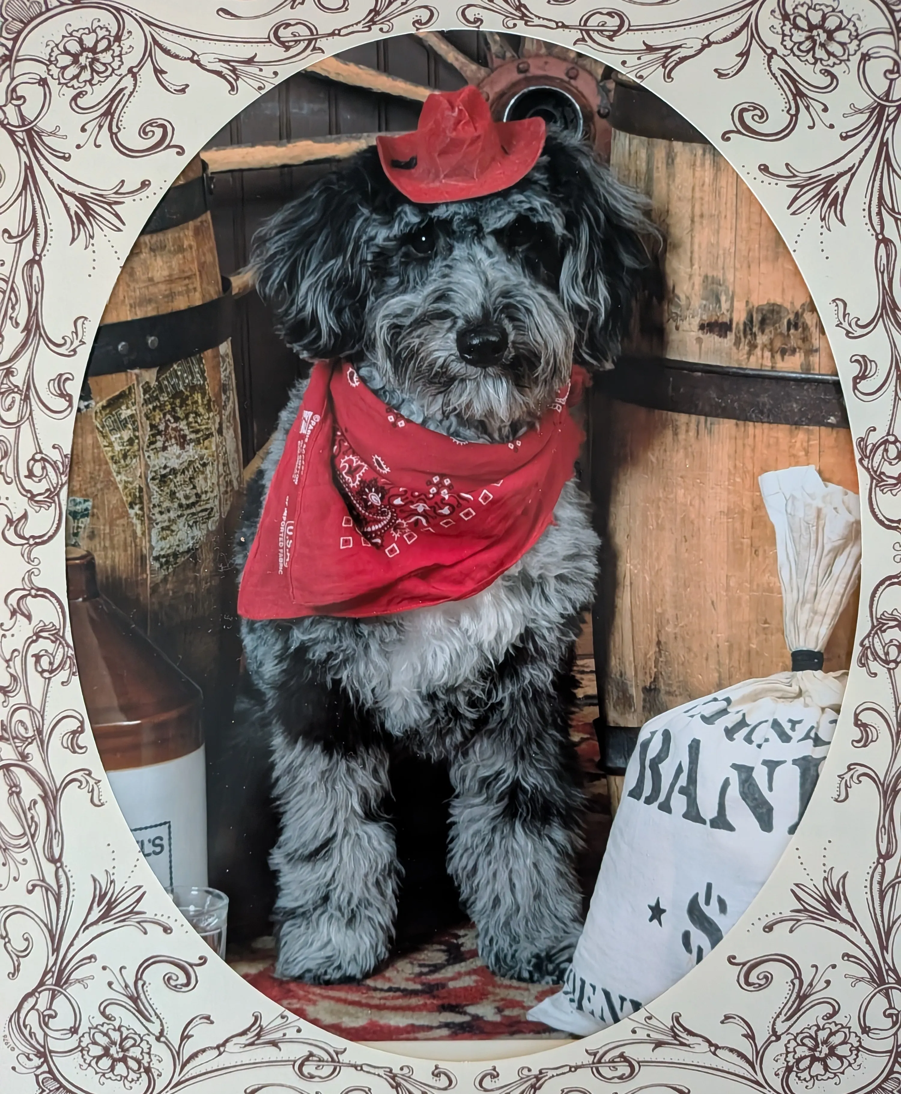 Baxter, one of the Thompson Insurance Agency office dogs