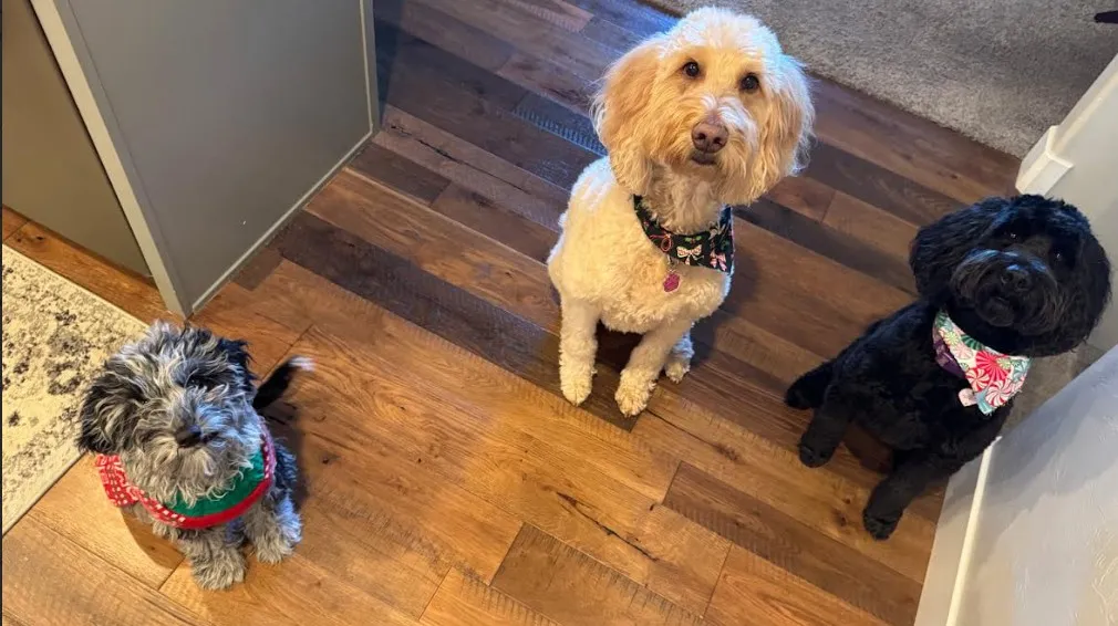 Stella, Paisley, and Baxter — the Thompson Insurance Agency office dogs