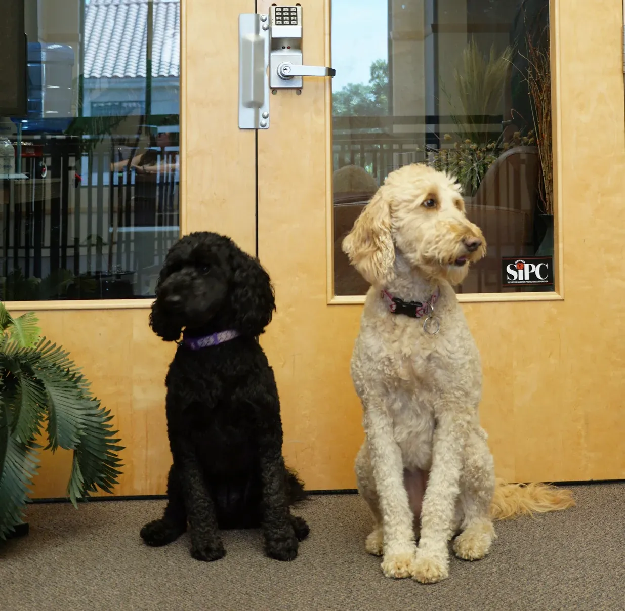 Office dogs at the front door of Thompson Insurance Agency